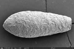 <em>Cylindrifflugia lanceolata</em>