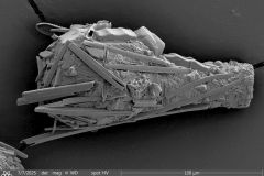 Difflugia-bacillifera-2