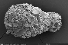 <em>Difflugia capreolata</em>