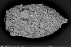 <em>Difflugia distenda</em>