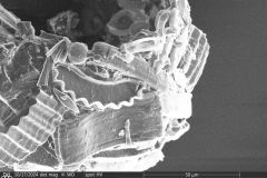 round-rough-shell_006