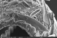 round-shell-small-4_009