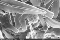 round-shell-small-4_010