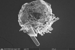 round-shell-small-4_011