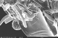 round-shell-small-4_012