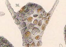 Difflugia-leidyi-from-Leidys-plates