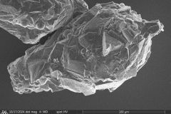 Difflugia-microclaviformis-2-resized