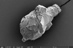 difflugia-microclaviformis-resized