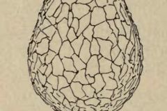 Difflugia-pyriformis-v.-claviformis-from-Penard-1905