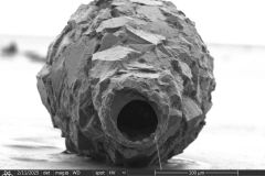 difflugia-claviformis-etd_011