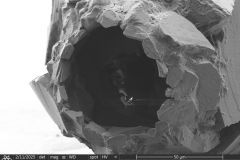 difflugia-claviformis-etd_014