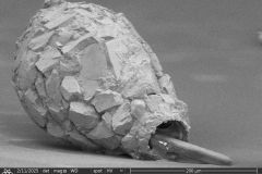 difflugia-claviformis-t1_010