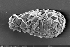 <em>Difflugia pyriformis</em>