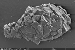 Difflugia-pyriformis-2