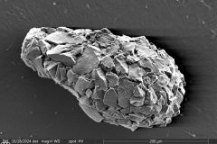 Difflugia-pyriformis-4