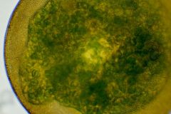 G.-artocrea-chlorella-1