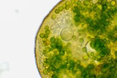 G.-artocrea-chlorella-3