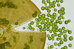 G.-artocrea-chlorella-4