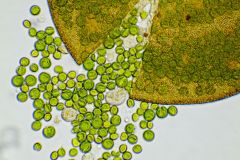 G.-artocrea-chlorella-5