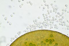 G.-artocrea-glycogen