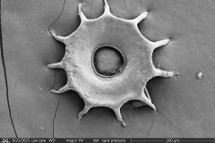 <em>Galeripora dentata</em>