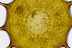 Galeripora-dentata-3