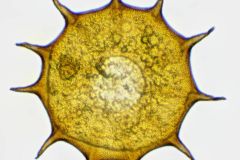 Galeripora-dentata-5