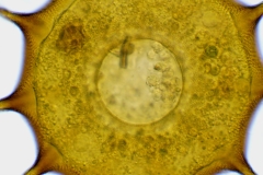 Galeripora-dentata-6