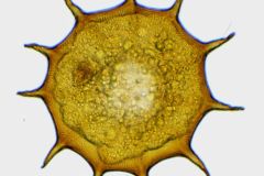 galeripora-dentata-2