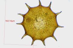 galeripora-dentata-4