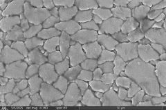 Heleopera-sphagni-5-resized