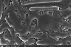 Lesquereusia-gibbosa-4