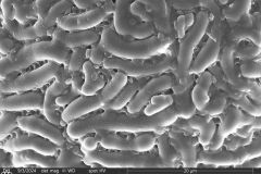 Lesquereusia-gibbosa-5