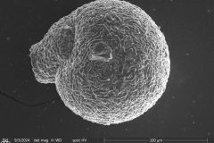 Lesquereusia-gibbosa_009