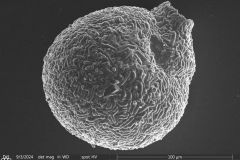 Lesquereusia-gibbosa_012