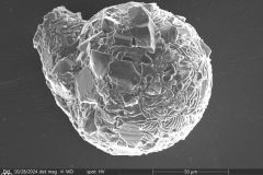 <em>Lesquereusia modesta</em>