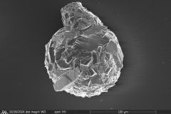 Lesquereusia-modesta-1