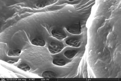 Lesquereusia-modesta-2