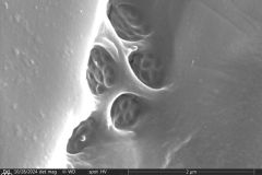 Lesquereusia-modesta-3