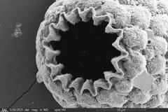 <em>Netzelia corona</em>