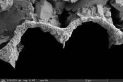 difflugiid_edt_023