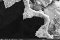 difflugiid_edt_039