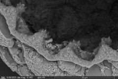 difflugiid_edt_040