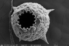 netzelia-corona-from-first-sem-session