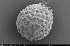 <em>Netzelia tuberculata</em>