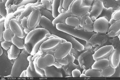 Netzelia-tuberculata-12