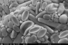 Netzelia-tuberculata-3