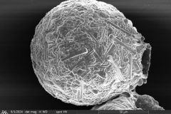 Netzelia-tuberculata-4