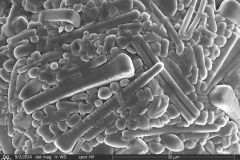 Netzelia-tuberculata-5