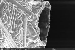 Netzelia-tuberculata-8